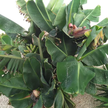 Dos-lagos Torrevieja