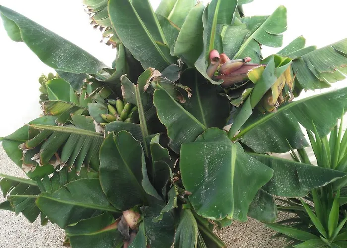 Dos-lagos Torrevieja